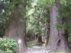 夫婦杉