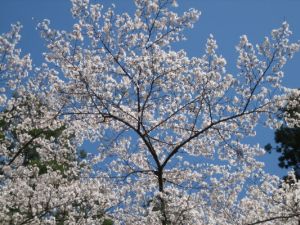 桜