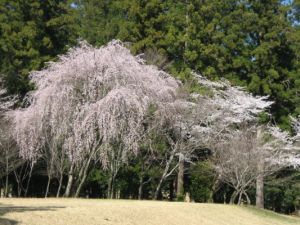 桜